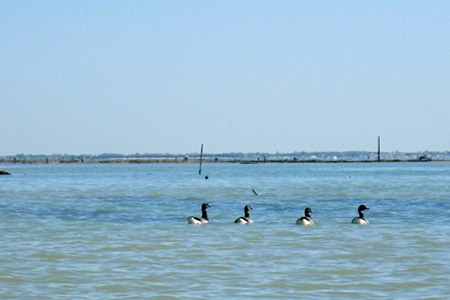 Kayak de mer et rivère en Charente-Maritime